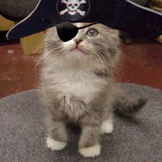 Picture of a Pirate Cat