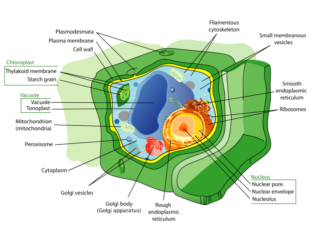 Plant Cell Structure Plant_cell_structure_svg.svg